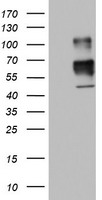 Macrophage Scavenger Receptor I Antibody
