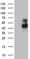 Macrophage Scavenger Receptor I Antibody