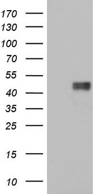 Macrophage Scavenger Receptor I Antibody