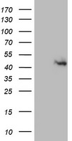 Macrophage Scavenger Receptor I Antibody