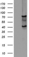 OAS2 Antibody