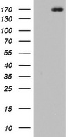 DOT1L Antibody