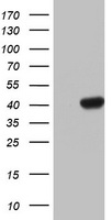 HMBS Antibody