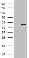 Cytokeratin 20 Antibody