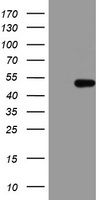 HMBS Antibody