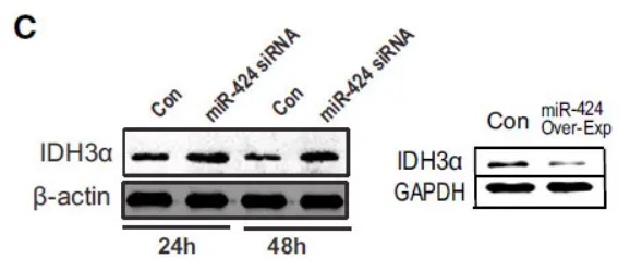 GAPDH Antibody