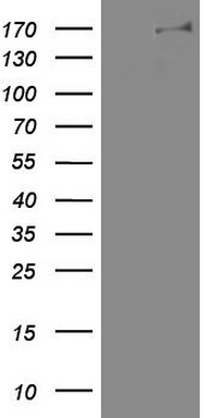 DOT1L Antibody