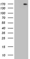 DOT1L Antibody