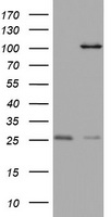 MAATS1 Antibody
