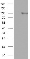 FBXO11 Antibody