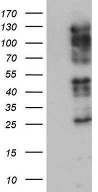AREB6 Antibody
