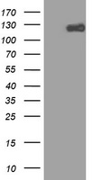 AREB6 Antibody