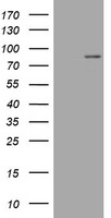 Mitofusin 1 Antibody