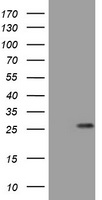 BNIP1 Antibody