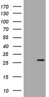 BNIP1 Antibody
