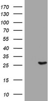 BNIP1 Antibody