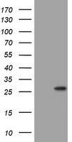 BNIP1 Antibody