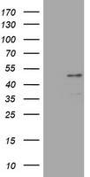PAX5 Antibody