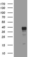 WNT3 Antibody