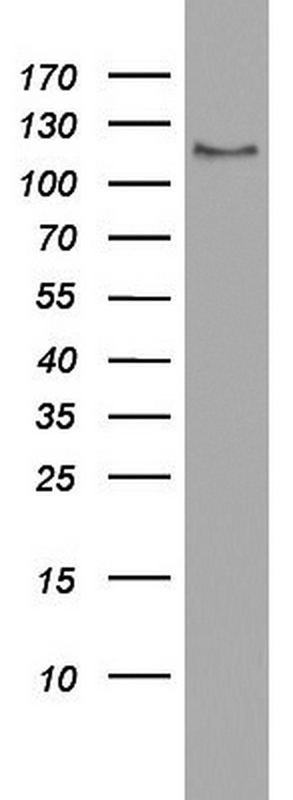 USP48 Antibody