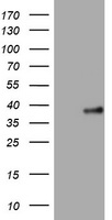 PI 3 Kinase Class 2A Antibody