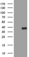 PI 3 Kinase Class 2A Antibody