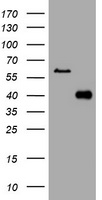 PI 3 Kinase Class 2A Antibody