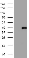 PI 3 Kinase Class 2A Antibody