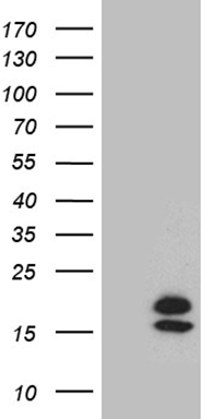 GCDFP 15 Antibody