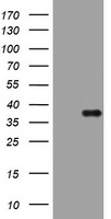 PIK3C2A Antibody