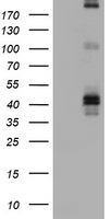 CD23 Antibody