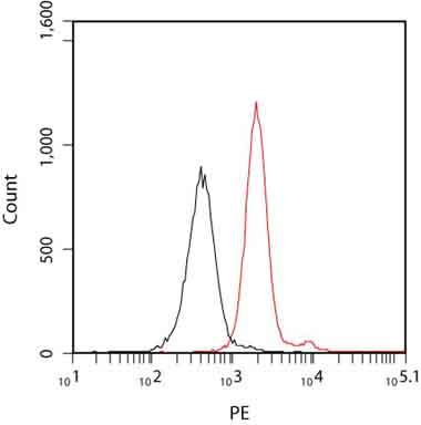 Ki67 Antibody