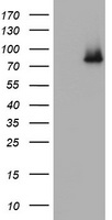 p95 NBS1 Antibody