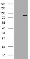 RRM1 Antibody