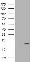 p18 INK4c Antibody