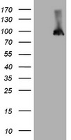p95 NBS1 Antibody