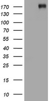 ALK Antibody