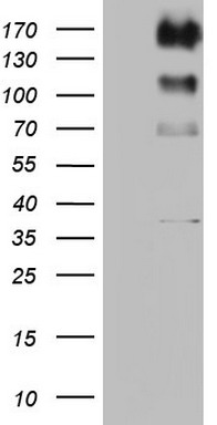 ALK Antibody