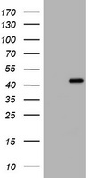 PCNA Antibody