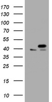 PCNA Antibody