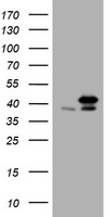 PCNA Antibody