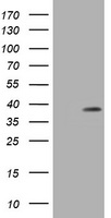 PCNA Antibody