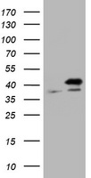 PCNA Antibody