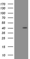 PCNA Antibody