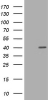 PCNA Antibody