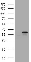 PCNA Antibody