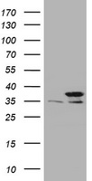 PCNA Antibody