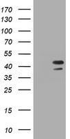 PCNA Antibody
