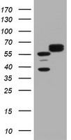 Hsp60 Antibody