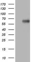 CD43 Antibody